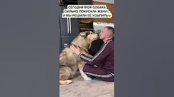 СОБАКА НАПАЛА НА ЖЕНУ! УСЫПЛЕНИЕ!