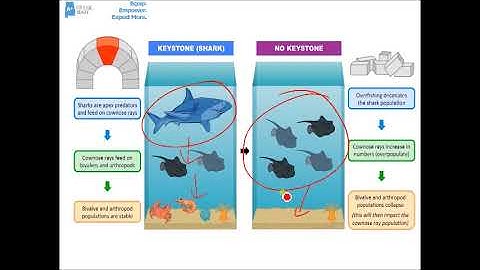 AP Biology Keystone Species