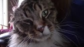 Cats 101 Maine Coon Youtube Cats 101 Maine Coon Youtube