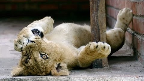 Do Big Cats Love Catnip, Too? And Other Q&A