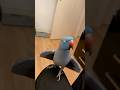 Die tiefste Bindung, die man zu einem Vogel haben kann 🥰 #tierliebe #halsbandsittich #vogelliebe