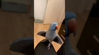 Die tiefste Bindung, die man zu einem Vogel haben kann 🥰 #tierliebe #halsbandsittich #vogelliebe