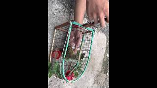 Merbah lekir Tapau🔥