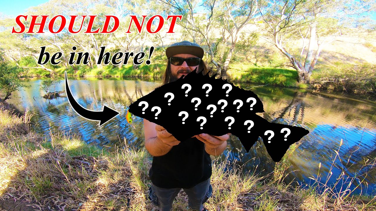 ОГРОМНАЯ РЕДКАЯ РЫБА, ПОЯВЛЕННАЯ В КРУПНОЙ ГОРОДСКОЙ РЕЧНОЙ СИСТЕМЕ АВСТРАЛИИ!