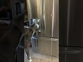 Great Dane Knows How to Use Ice Machine || ViralHog