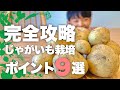 【油断禁物】プランターで春じゃがいも栽培基本テクニック9選|ジャガイモの育て方