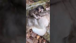 #BabyMonkey #CuteMonkey #FunnyMonkey #MonkeyLove #MonkeyLife #LittleMonkey #MonkeyVibes #PetMonkey