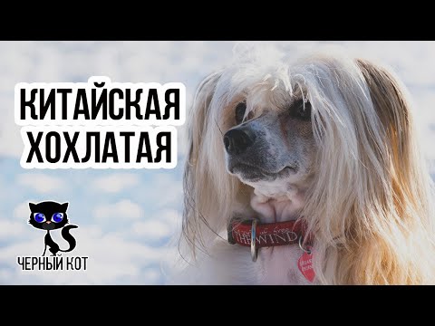 ✔ Китайская хохлатая собака - имиджевая экзотическая порода,  набирающая популярность