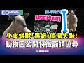 小食蟻獸「黑妞」偷溜失聯！ 動物園公開特徵籲請協尋｜👍小編推新聞20260521