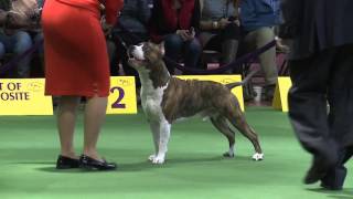 American Staffordshire Terrier Westminster Kennel Club Dog Show 2016 American Staffordshire Terrier Westminster Kennel Club Dog Show 2016