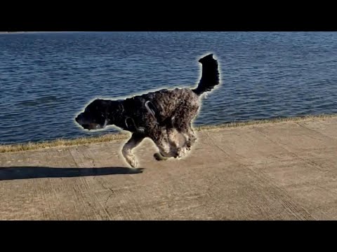 Energetic Dog Loves
