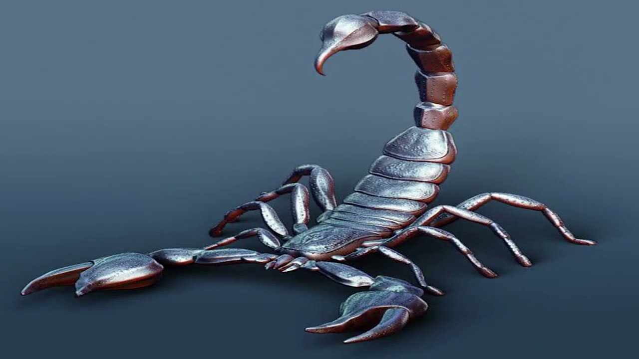 SIMPLE FIRST AID TREATMENT FOR SCORPION BITE