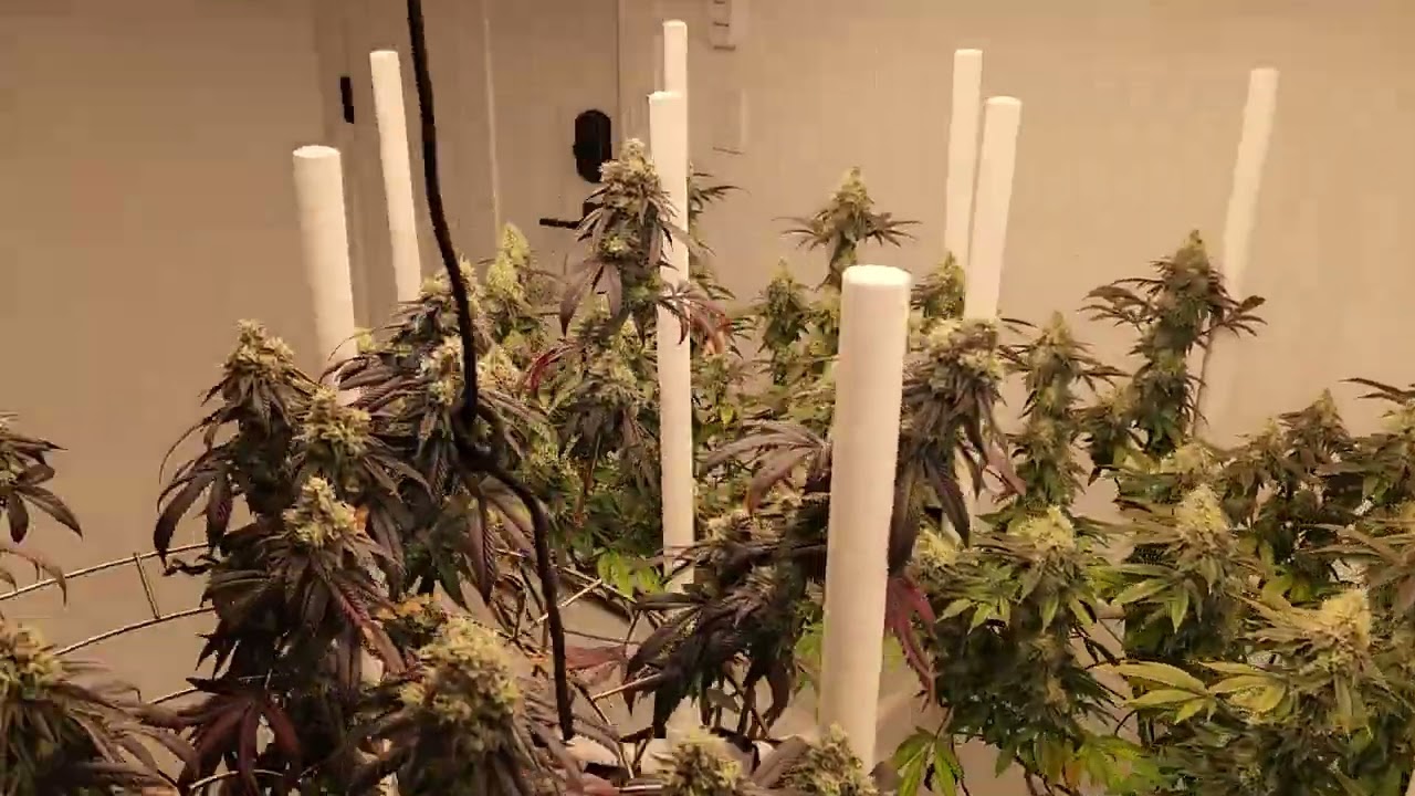 Day 56 of flower, the fade is beautiful  😍