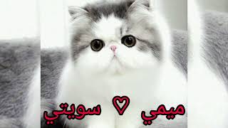 اسماء قطط ذكور 2023 Male cat names