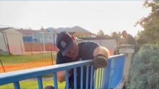 Deer stuck between metal fence railing freed by firefighters