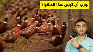 ستتمني تربية طائر الدراج الفزن ? لحمه صحي للغاية ولذيذ جداً ?طائر الفزن