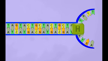 DNA replication,simple animation