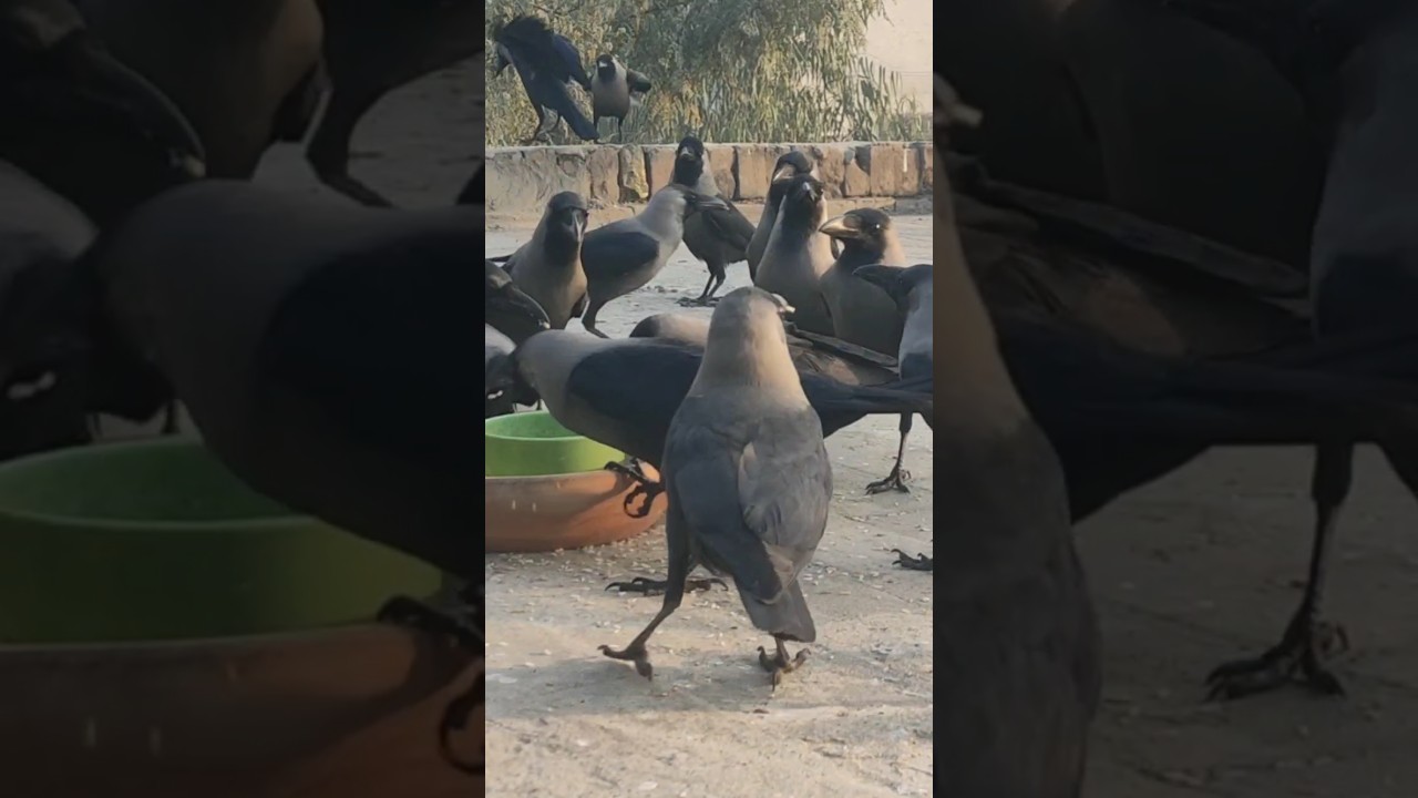 Huge Numbers of Crowing Crows Caw Caw Crows Birds Wildlife Black Crows 