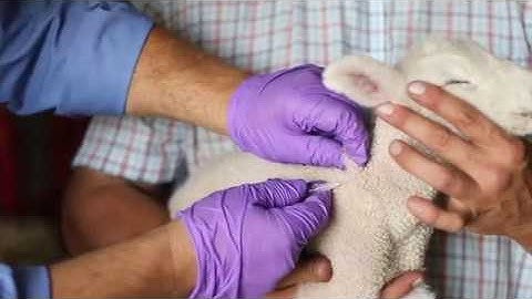 Sheep Care: Administering Medications and VFDs