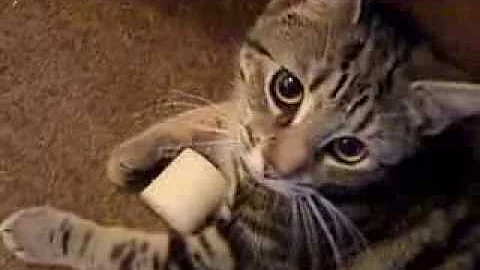 Watch the video about Cat Plays Fetch - "Be more dog"