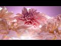 Beautiful Nature Flowers- Relax Music