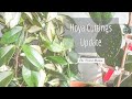 Hoya Cuttings Update/Sunrise, Rosita, Kerrii, Eskimo, Wilbur Graves And More