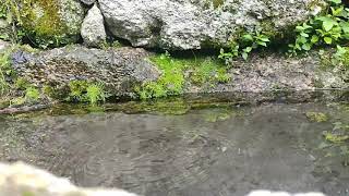 Frog diving in Slow Motion