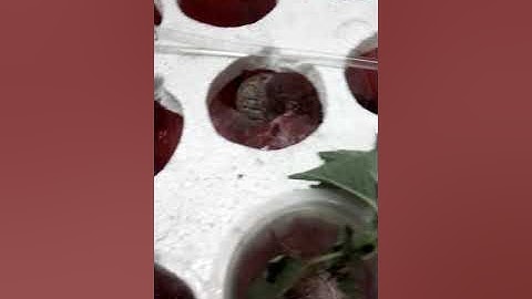 Sistem Penyiraman Tanaman Otomatis Berbasis Arduino Uno