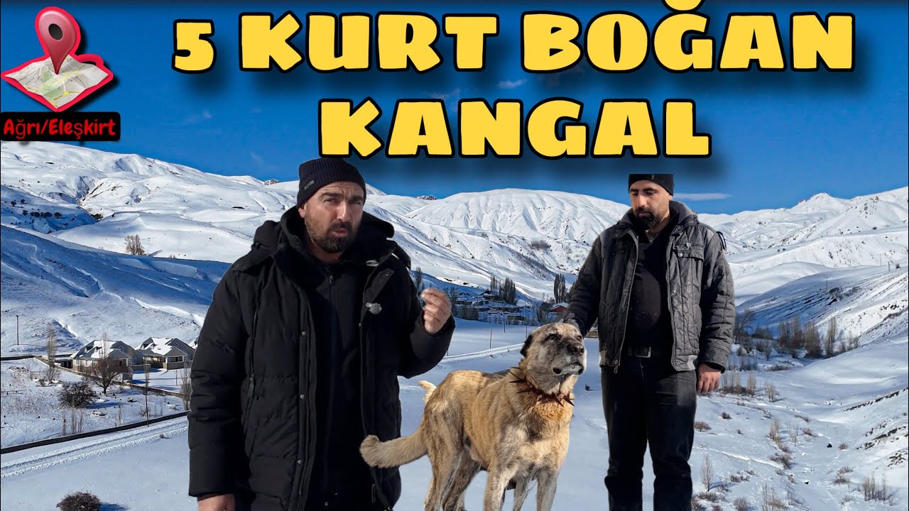KURT BOĞAN KANGALLAR  | -25 DERECEDE HAYVANCILIK 