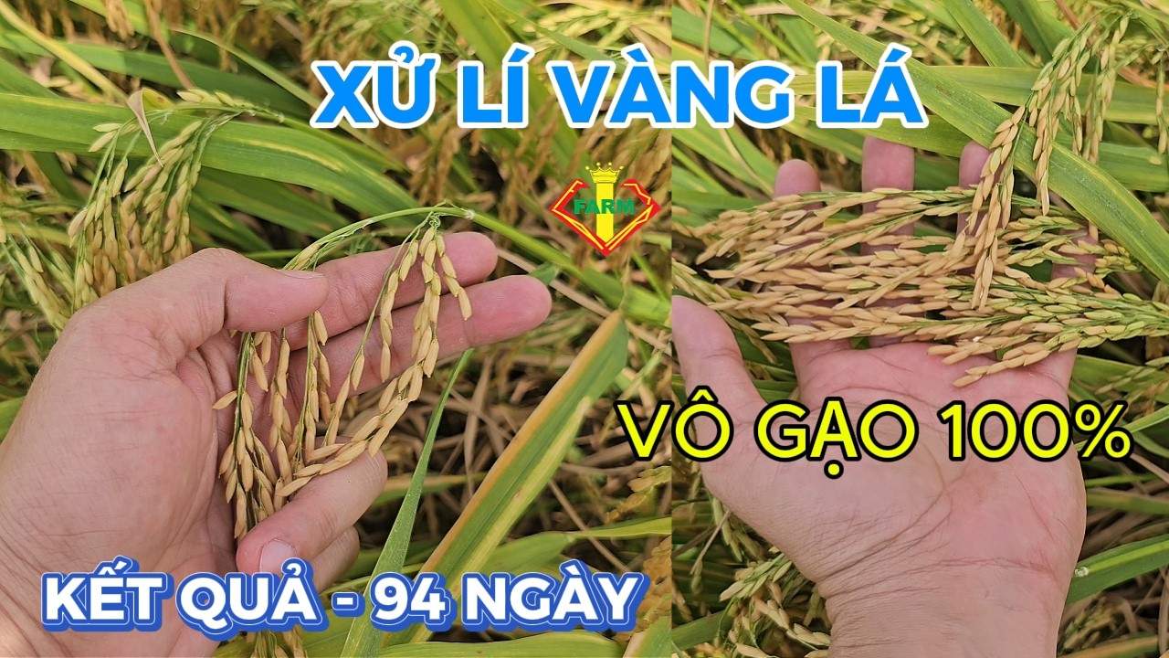 XỬ LÍ VÀNG LÁ LÚA - LÚA VÔ GẠO 100% NO CẬY - ĐÔNG XUÂN 2026