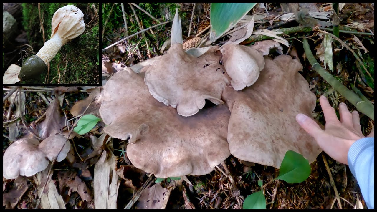 北海道 シシタケモドキ＆クロラッパタケ祭り 20230925