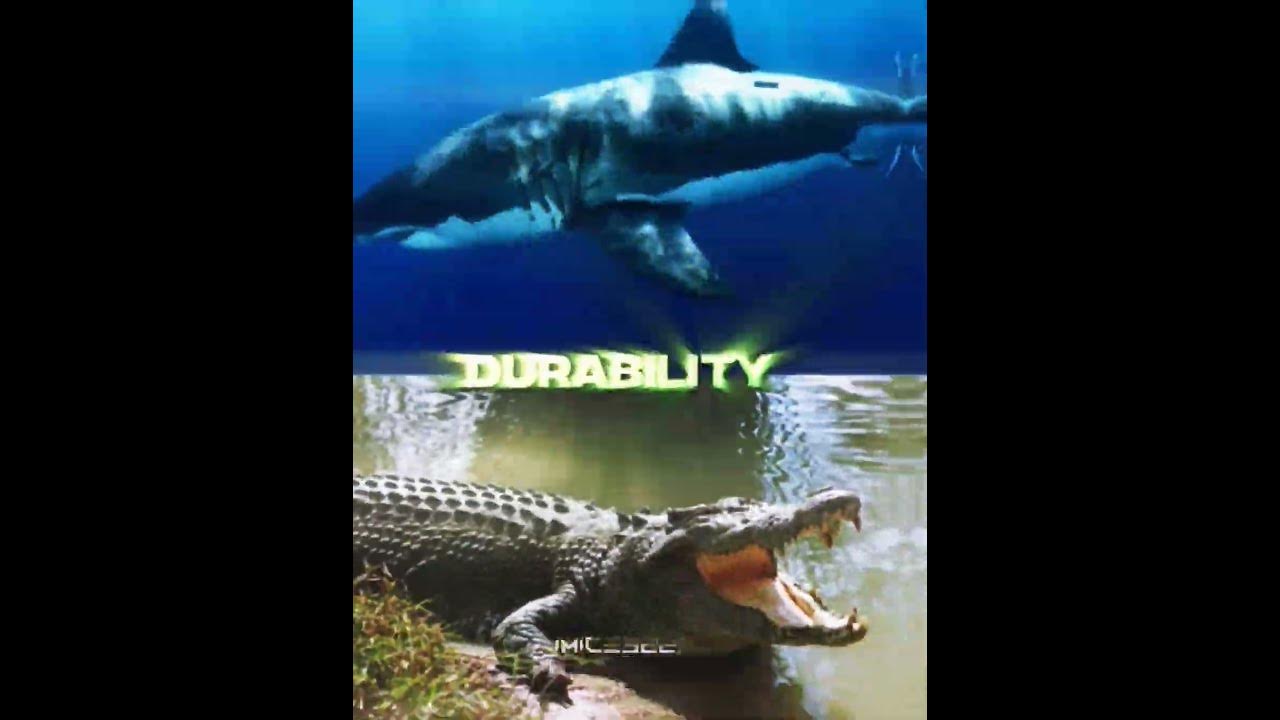 Saltwater croc VS Great white shark - YouTube