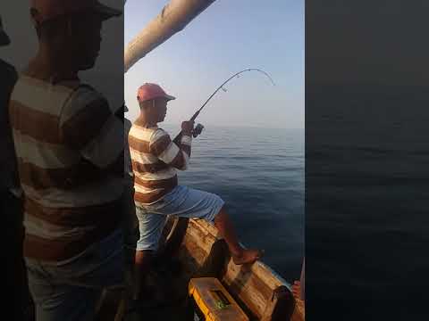 Ikan Jabres Adalah
