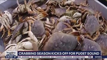 Crabbing season kicks off for the Puget Sound | FOX 13 Seattle