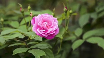 الشيخ أشرف الهوى وما تيسر من سورة البلد