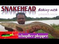 Huge bullseye snakehead fishing in muddy water (flood river) with whopper plopper