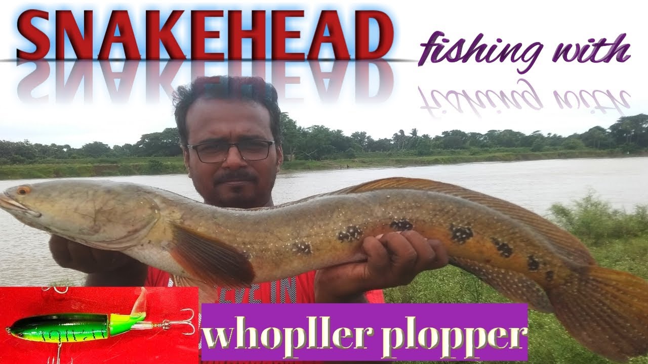 Huge bullseye snakehead fishing in muddy water (flood river) with whopper plopper