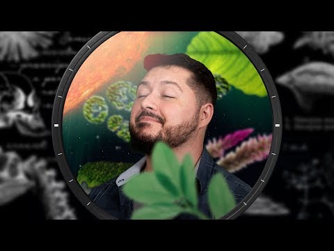 Vídeo: Sobre O Mundo Das Plantas. Evolução E Fatos úteis