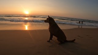 Cute tired street Dog Sitting at the Beach of Goa by pets swag 28,326 views 1 year ago 49 seconds