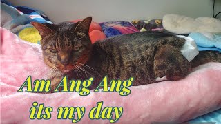 Enjoying My Day Ang Ang Day cat mylove animals 