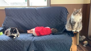 パパと二人で過ごす休日の娘を見守る猫　ノルウェージャンフォレストキャット　A cat watching over daughter on holiday with her dad