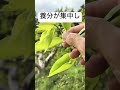 柿の実を大きくする方法#摘蕾