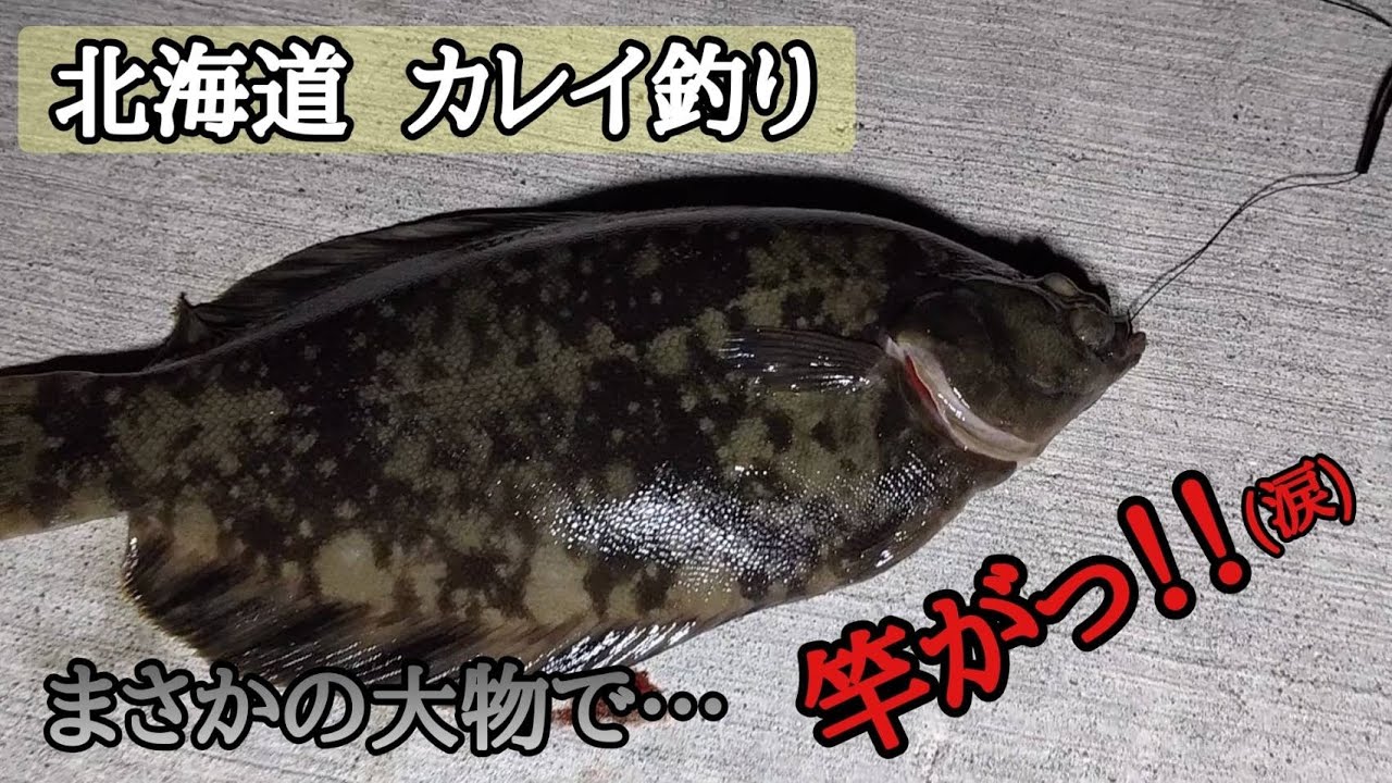 北海道の釣り 太平洋の海で投げ釣り 超肉厚のカレイ料理がうまーい Youtube