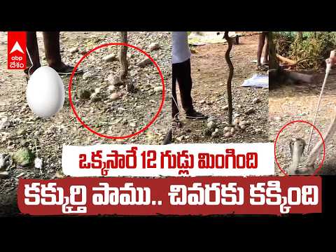 12 Eggs Swallowed by 6-Ft Cobra! విశాఖలో షాకింగ్ Snake Rescue | ABP Desam