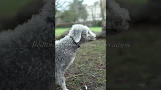 The Bedlington Terrier ❤ #bedlingtonterrier #bedlingtons #shorts #cutedogs #puppy #dogphotography