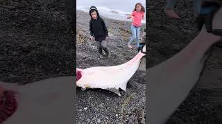 World record halibut surf fishing Alaska