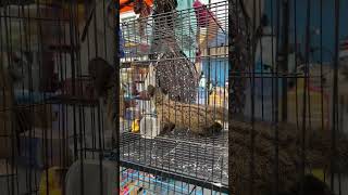 Musang Pandan Lucu Dan Imut