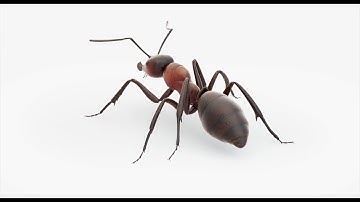 Animated Ant 3D model