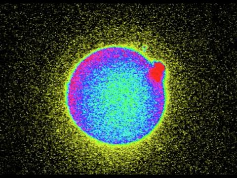 Zinc Fireworks Reveal When Human Egg is Fertilized