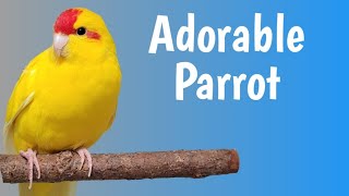 Meet the Kakariki Parrot: A Colorful Avian Delight! by Love of Pets 2,922 views 2 months ago 8 minutes, 29 seconds